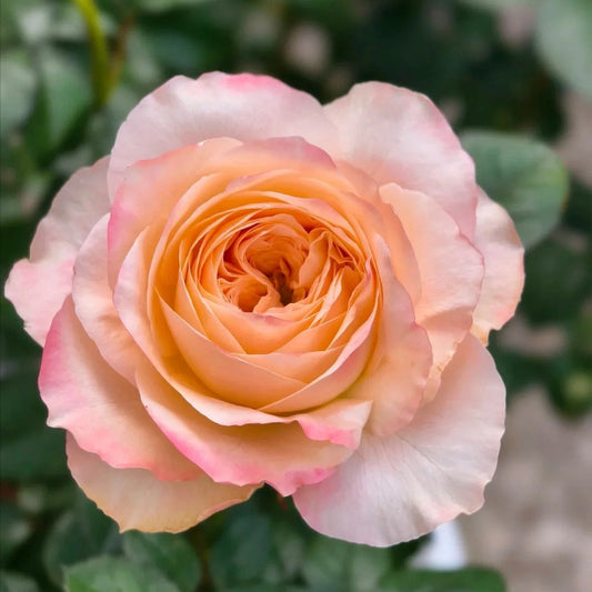 Alina Rose-艾琳娜 | Netherlands Cut Roses