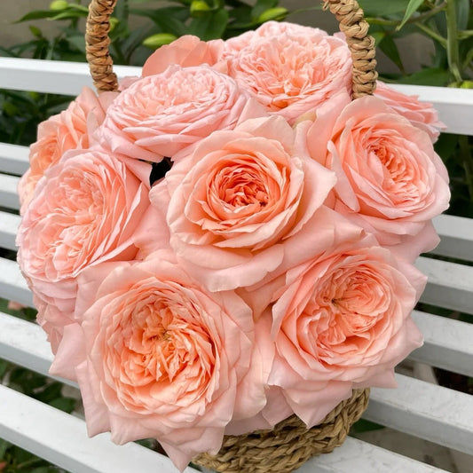Alina Rose-艾琳娜 | Netherlands Cut Roses