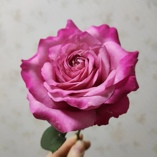 All Four Love Rose-四爱｜Netherlands Cut rose