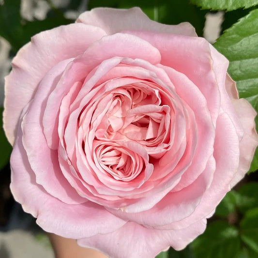 All four boughet Rose-四花｜Netherlands Cut Rose
