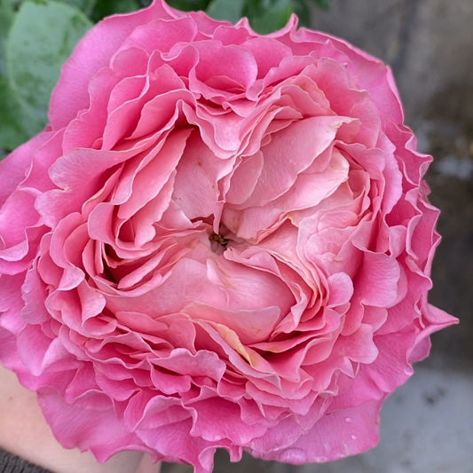 All four cherry blossoms Rose-四樱｜Netherlands Cut Roses