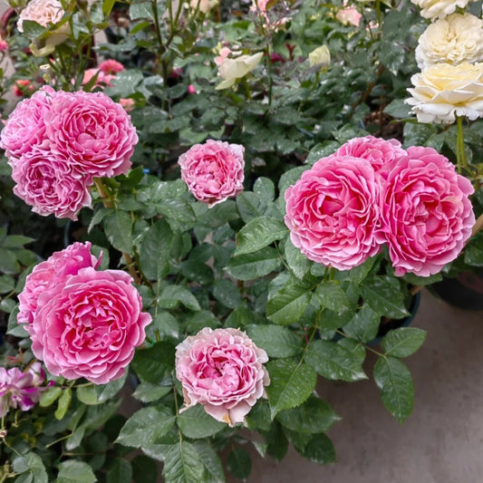 All four cherry blossoms Rose-四樱｜Netherlands Cut Roses