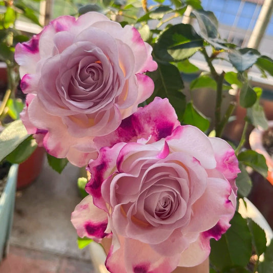 Bella Linda Fairy Rose-仙女琳达｜Spanish Cut Rose