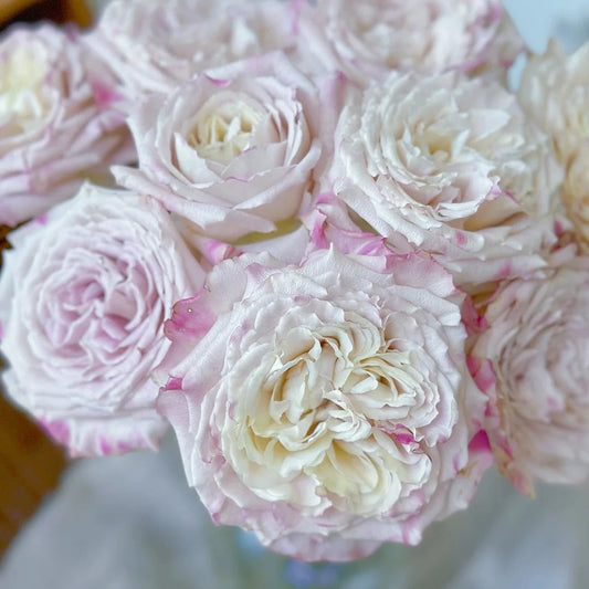 Bella Linda Fairy Rose-仙女琳达｜Spanish Cut Rose