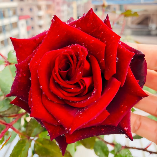 Black magic Rose-黑魔术｜France Cut Rose