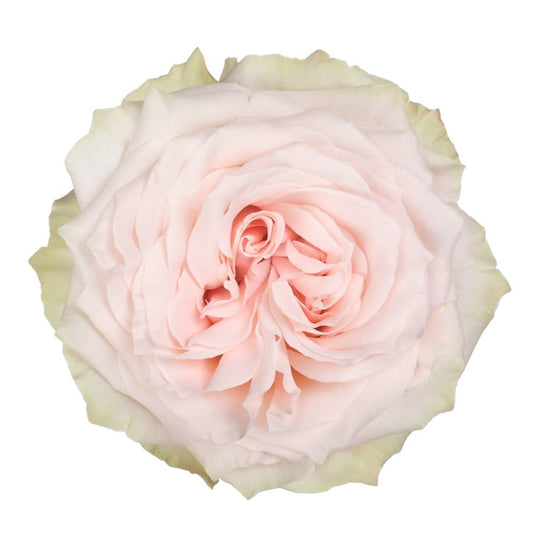 Champagner Rose-粉香槟｜Germany Cut Rose