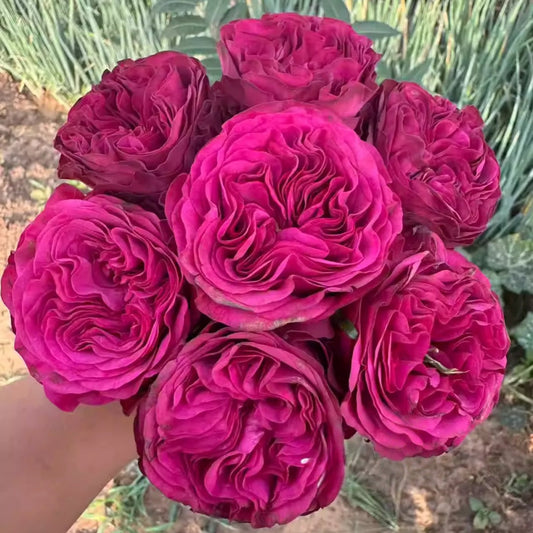 Cherry Velvet rose-樱桃丝绒｜Netherlands Cut Rose