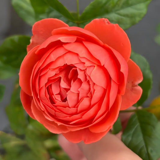 Chi Yan Rose-炽焱｜Japanese Shrub Rose