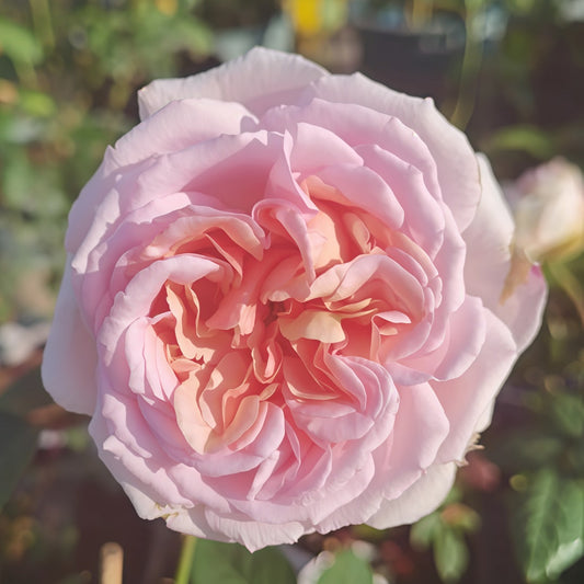 Chocolate Romantic Rose-巧克力浪漫｜Franch Shrub Rose