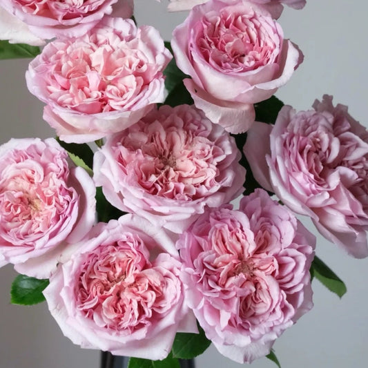 Chocolate Romantic Rose-巧克力浪漫｜Franch Shrub Rose