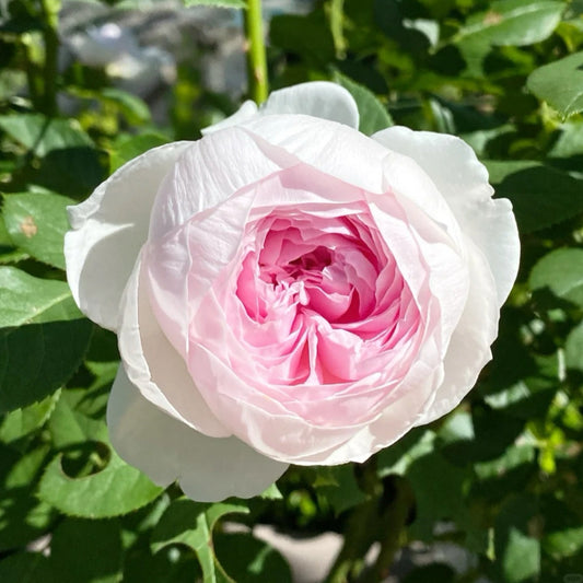 Christiana earth angel Rose-尘世天使/蒂娜夫人｜Germany Shrub Rose