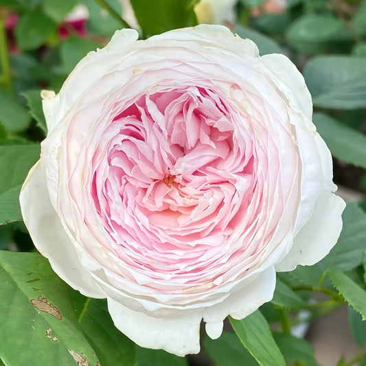Christiana earth angel Rose-尘世天使/蒂娜夫人｜Germany Shrub Rose