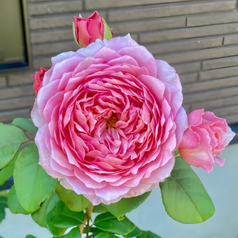 Eisvogel Rose-翠鸟｜ Germany Shrub Rose