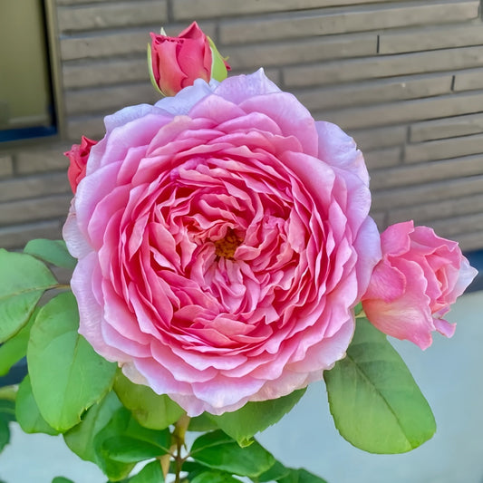 Eisvogel Rose-翠鸟｜ Germany Shrub Rose