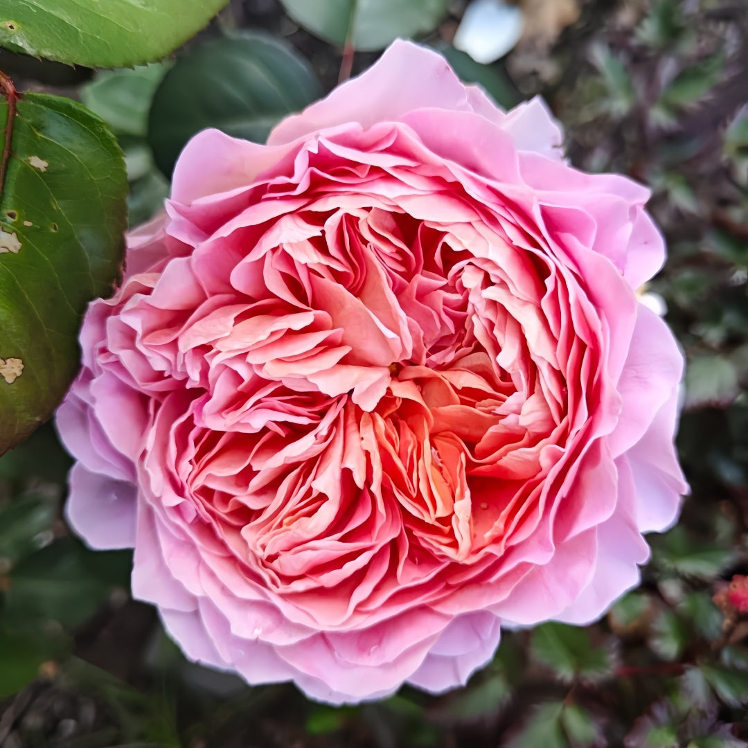 Eisvogel Rose-翠鸟｜ Germany Shrub Rose