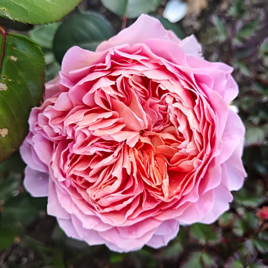 Eisvogel Rose-翠鸟｜ Germany Shrub Rose