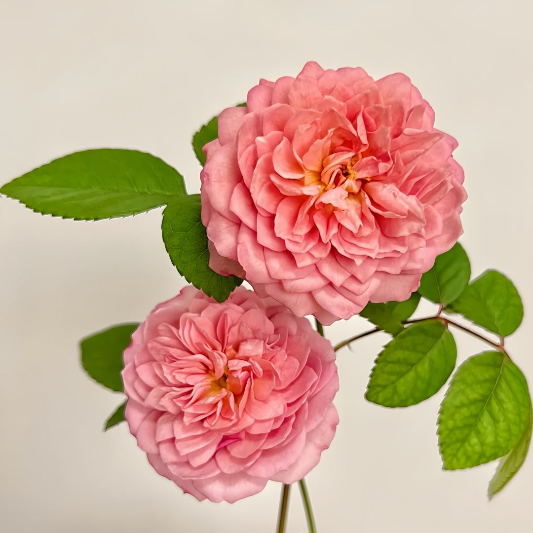 Eisvogel Rose-翠鸟｜ Germany Shrub Rose
