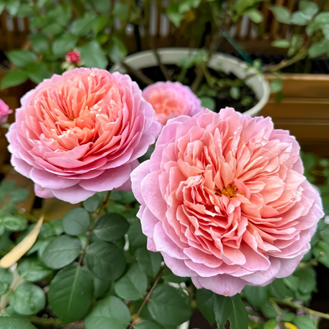 Eisvogel Rose-翠鸟｜ Germany Shrub Rose