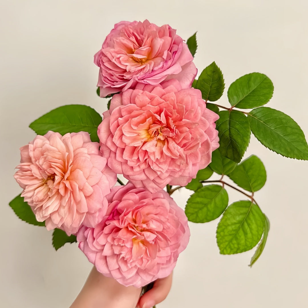Eisvogel Rose-翠鸟｜ Germany Shrub Rose