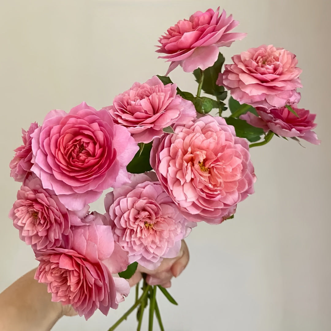 Eisvogel Rose-翠鸟｜ Germany Shrub Rose