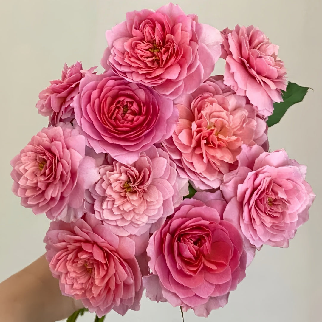 Eisvogel Rose-翠鸟｜ Germany Shrub Rose