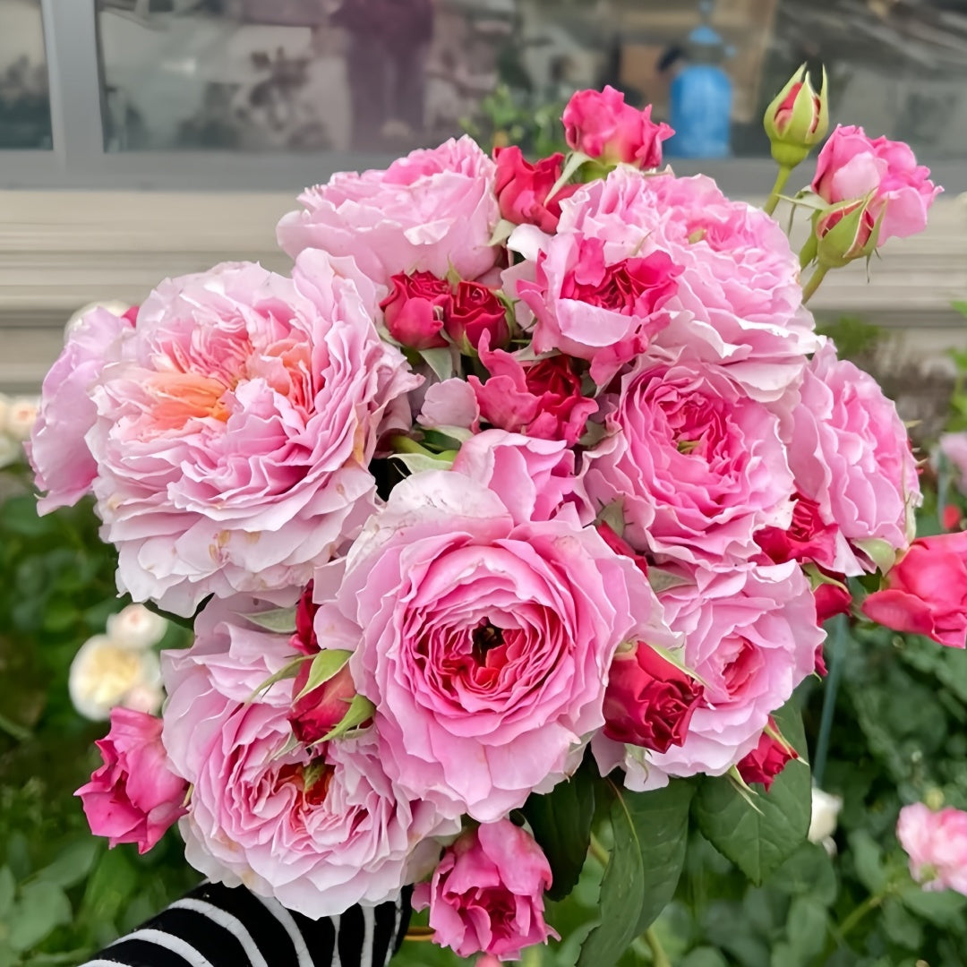 Eisvogel Rose-翠鸟｜ Germany Shrub Rose