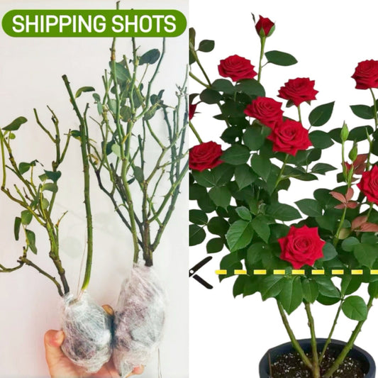Teddy's Rose-泰迪｜Netherlands Cut Rose