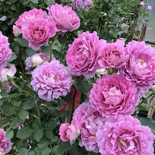 Fancy Ruffle rose-梦幻褶边｜Netherlands cut rose