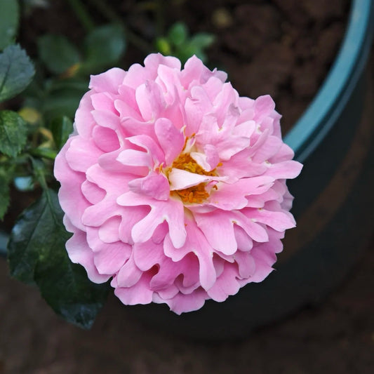 Fancy Ruffle rose-梦幻褶边｜Netherlands cut rose