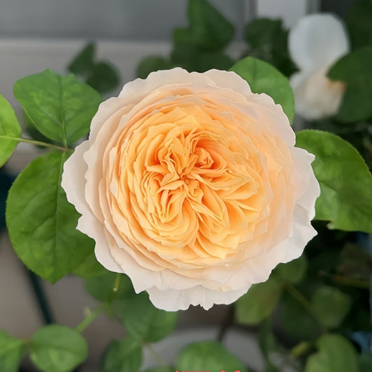 Climbing HANXIAN Rose｜Chinese Climbing Rose