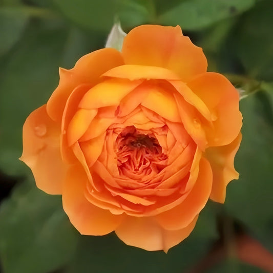 Honey Carame Rose-焦糖蜂蜜｜Japanese Climbing rose.