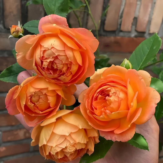Honey Carame Rose-焦糖蜂蜜｜Japanese Climbing rose.