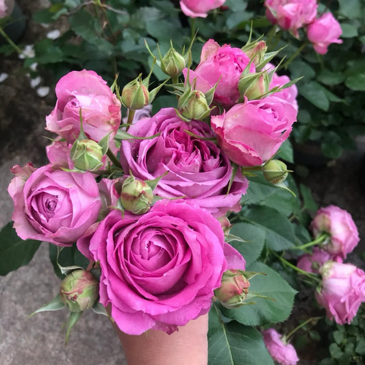 Lavender Lace rose-薰衣草蕾丝｜Netherlands cut rose