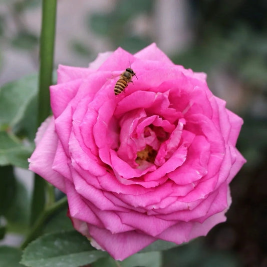 Lavender Lace rose-薰衣草蕾丝｜Netherlands cut rose