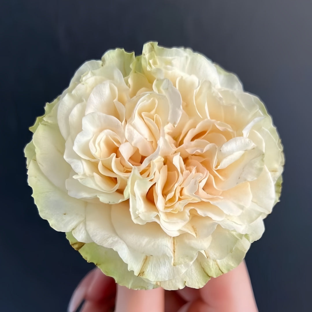 Mayra's Green Rose-绿色梅拉｜Spain Cut Rose