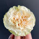 Mayra's Green Rose-绿色梅拉｜Spain Cut Rose