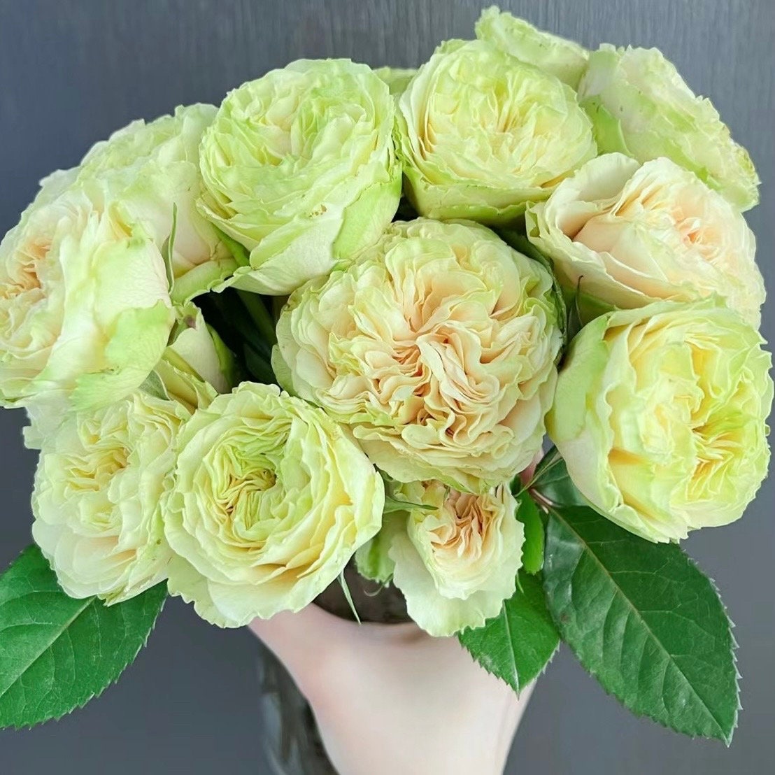 Mayra's Green Rose-绿色梅拉｜Spain Cut Rose