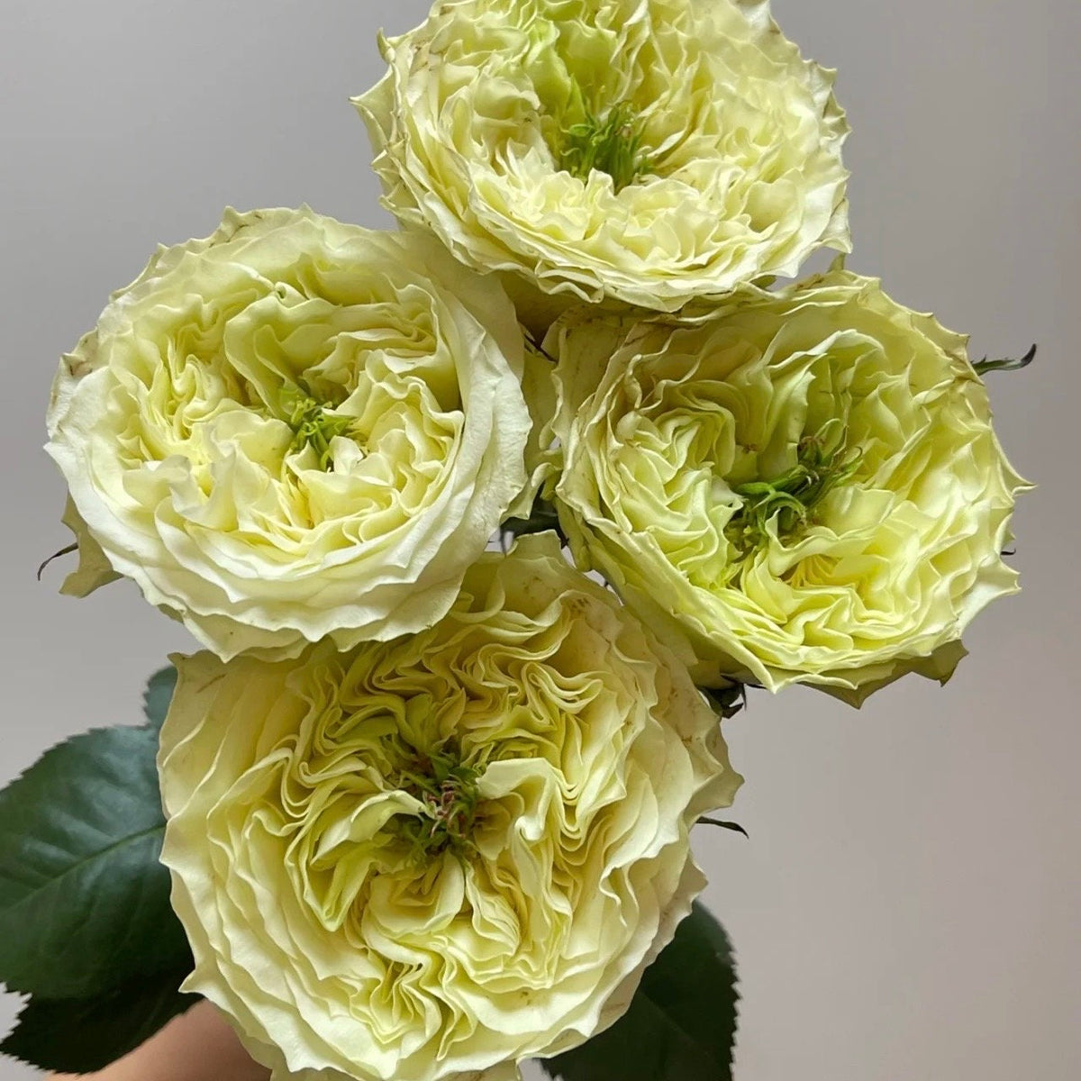 Mayra's Green Rose-绿色梅拉｜Spain Cut Rose