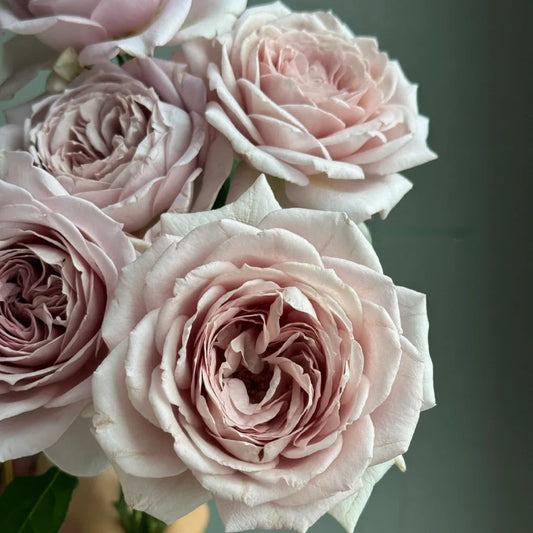 Memoire rose-回忆录｜Japanese shrub rose