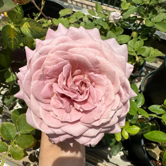 Memoire rose-回忆录｜Japanese shrub rose