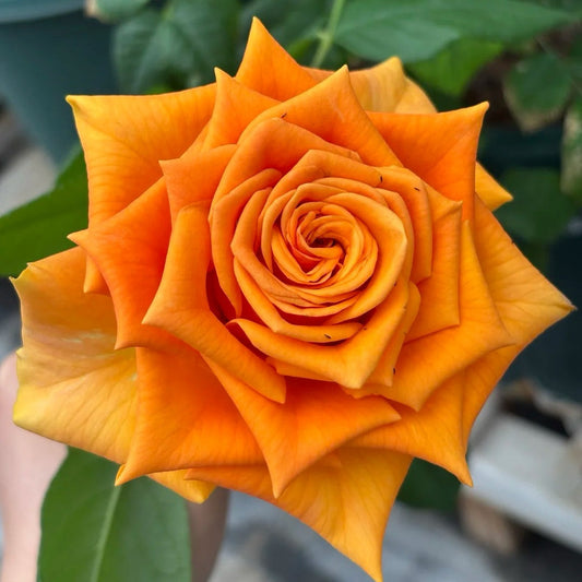 Mighty Rose-甜橙 | Netherland Cut Roses