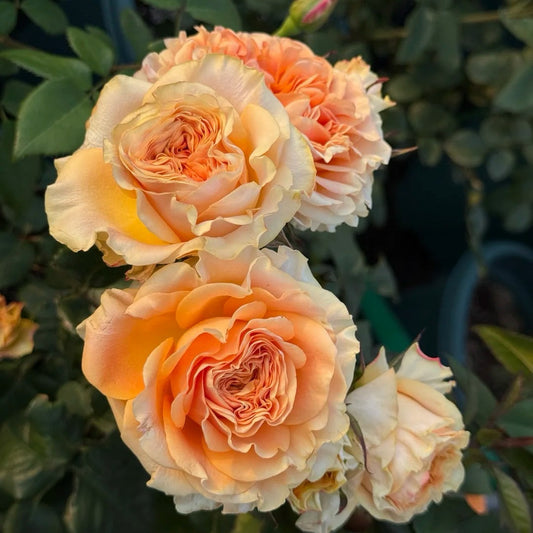 Mighty Rose-甜橙 | Netherland Cut Roses