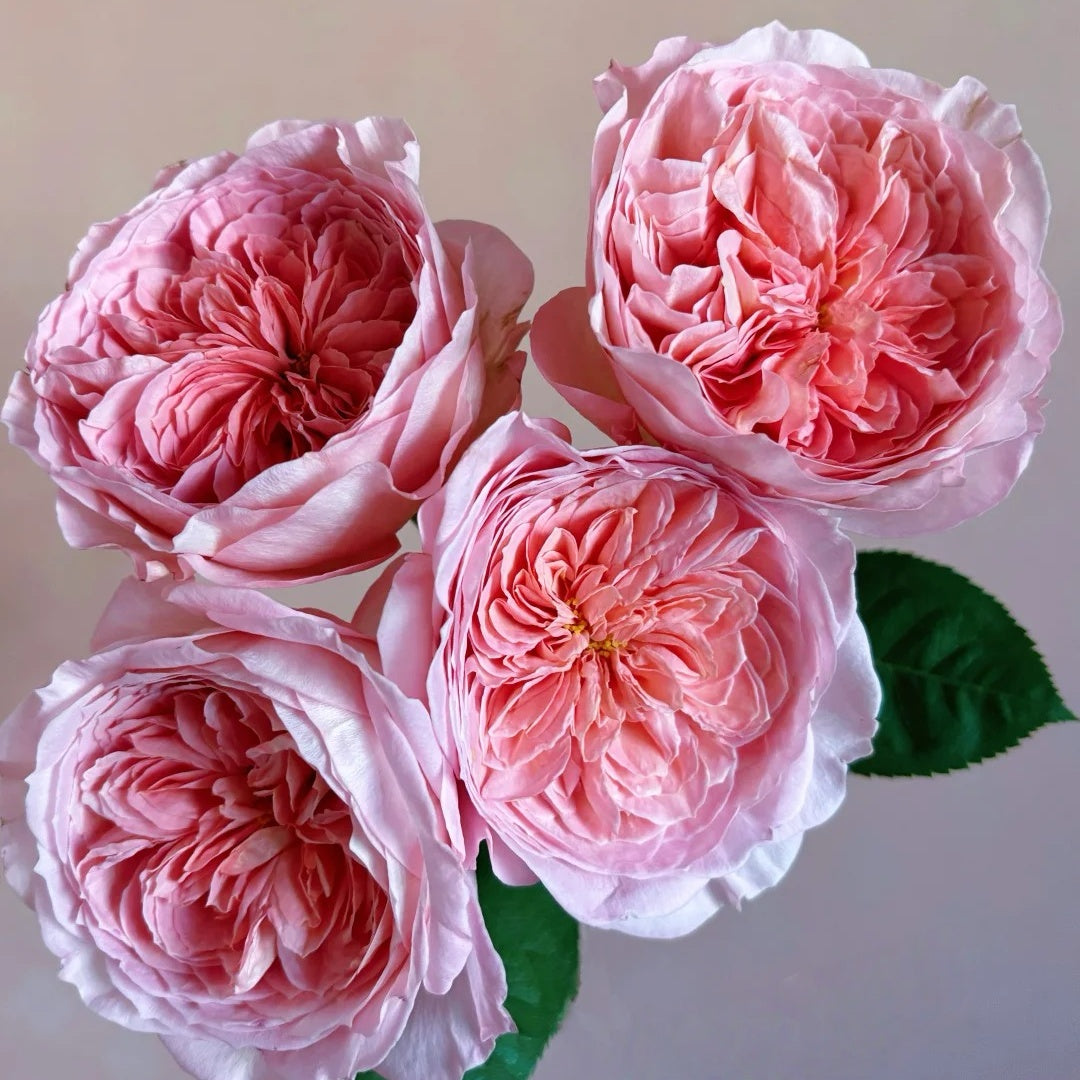 Nicorobin Rose-妮可罗宾｜Netherlands Cut rose