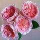Nicorobin Rose-妮可罗宾｜Netherlands Cut rose