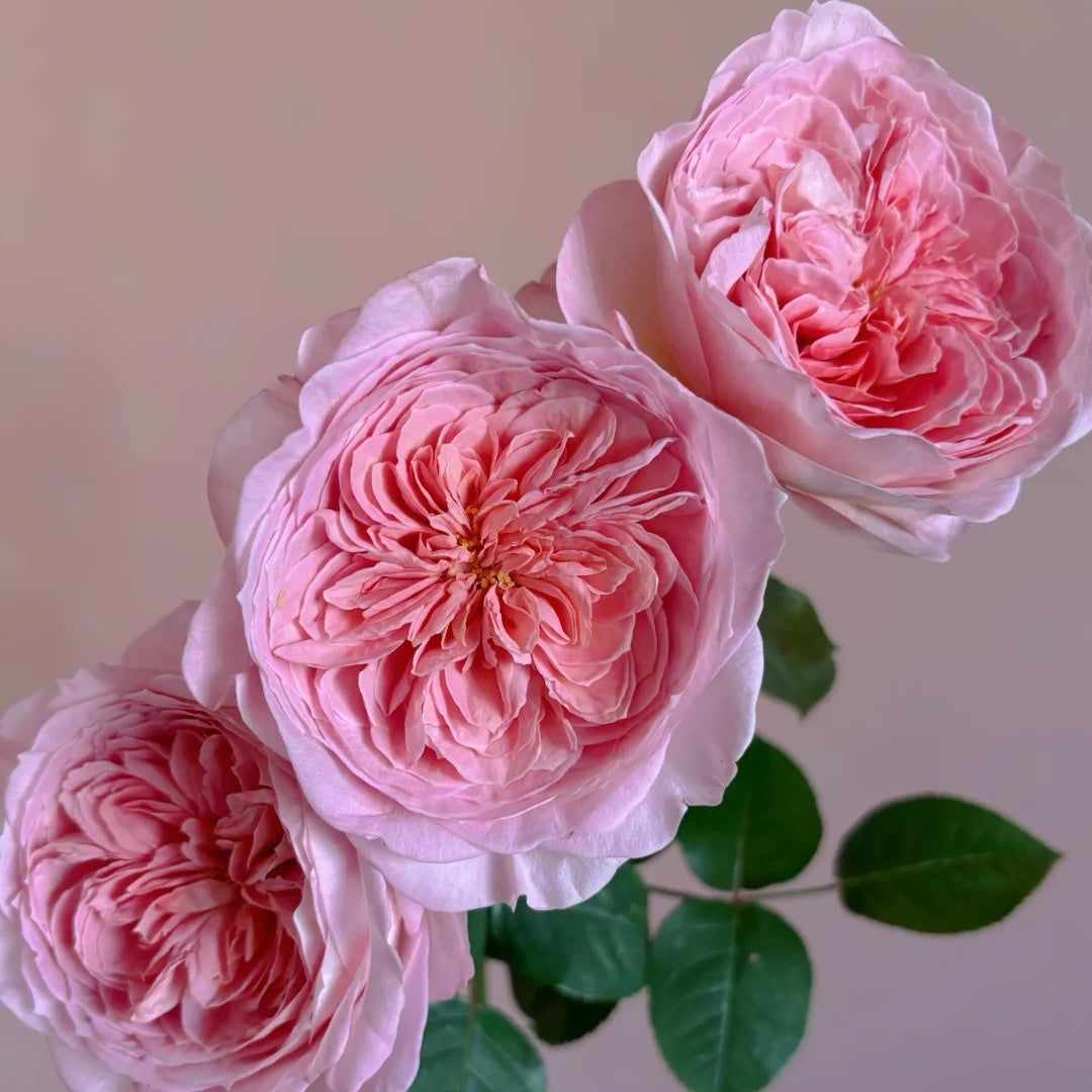 Nicorobin Rose-妮可罗宾｜Netherlands Cut rose