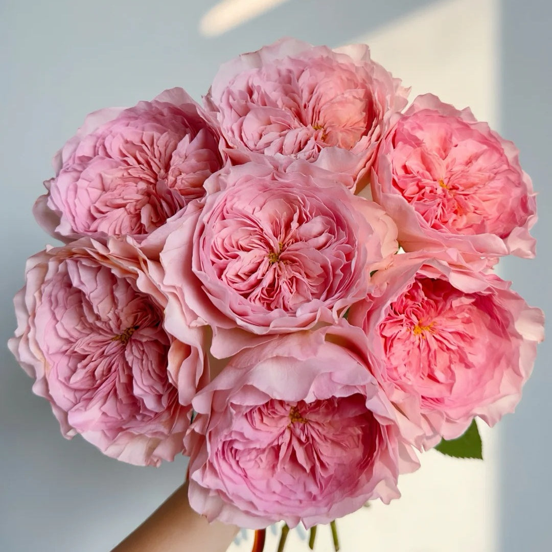 Nicorobin Rose-妮可罗宾｜Netherlands Cut rose