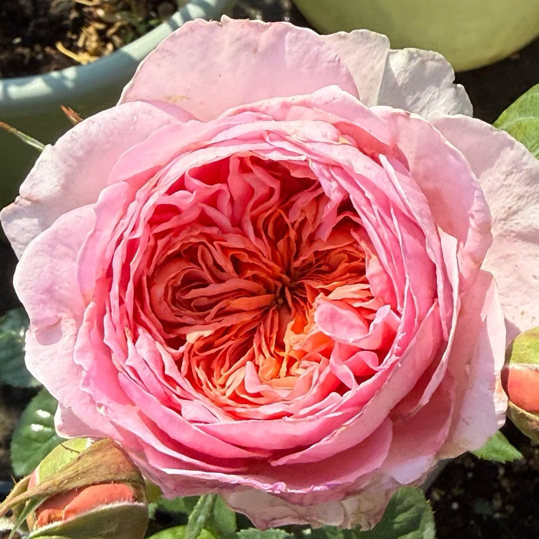 Nicorobin Rose-妮可罗宾｜Netherlands Cut rose