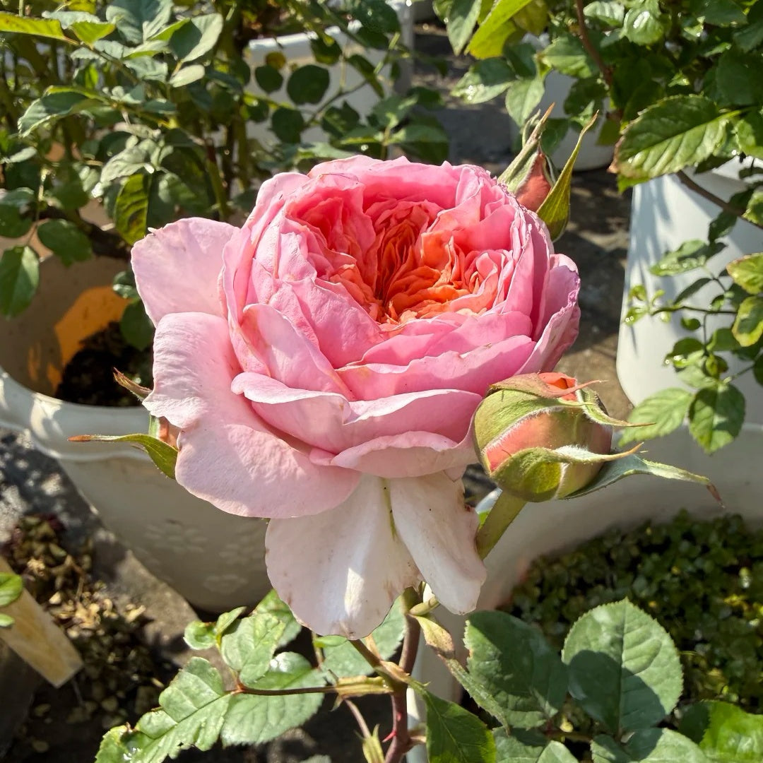 Nicorobin Rose-妮可罗宾｜Netherlands Cut rose