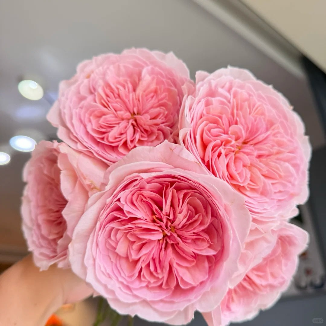 Nicorobin Rose-妮可罗宾｜Netherlands Cut rose