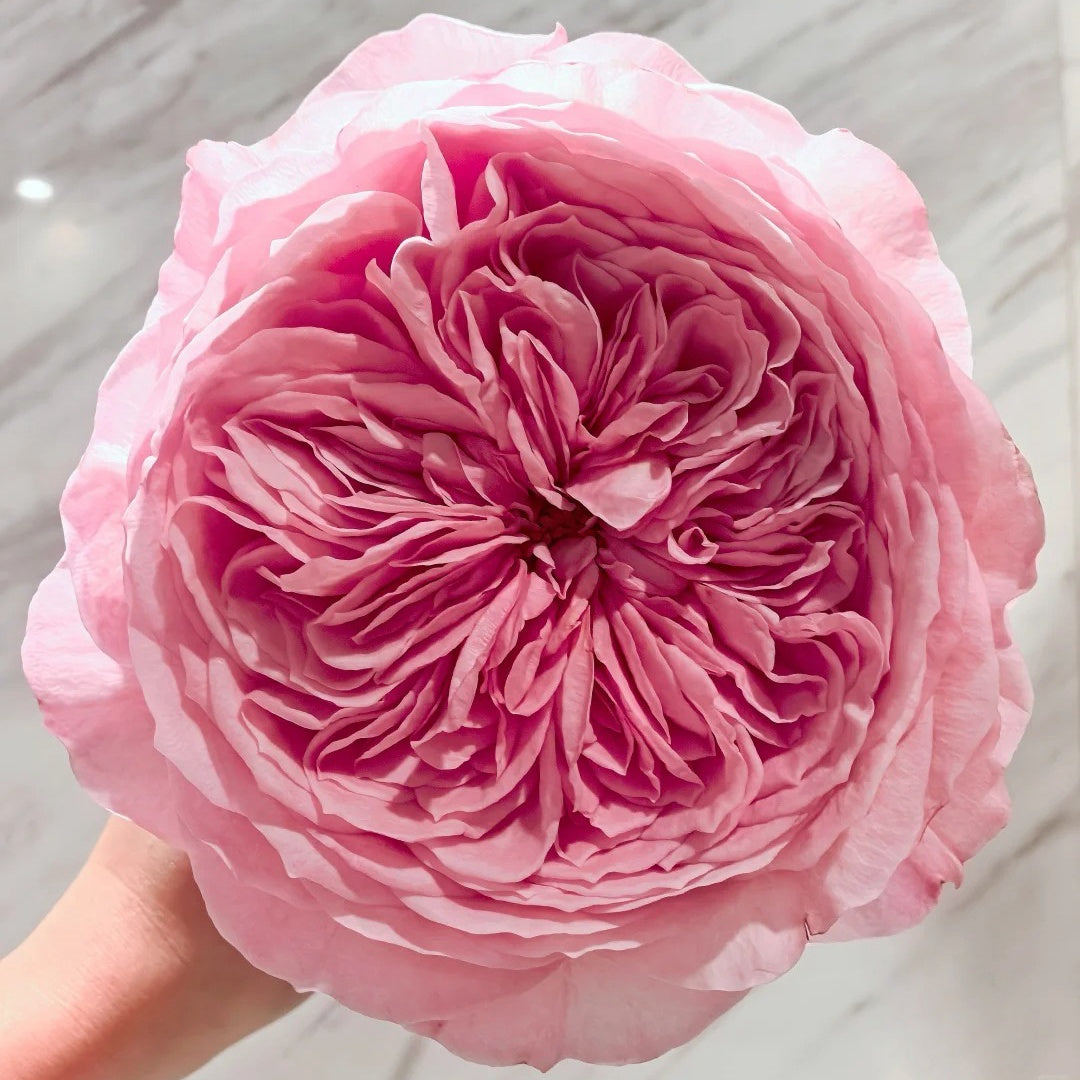Nicorobin Rose-妮可罗宾｜Netherlands Cut rose